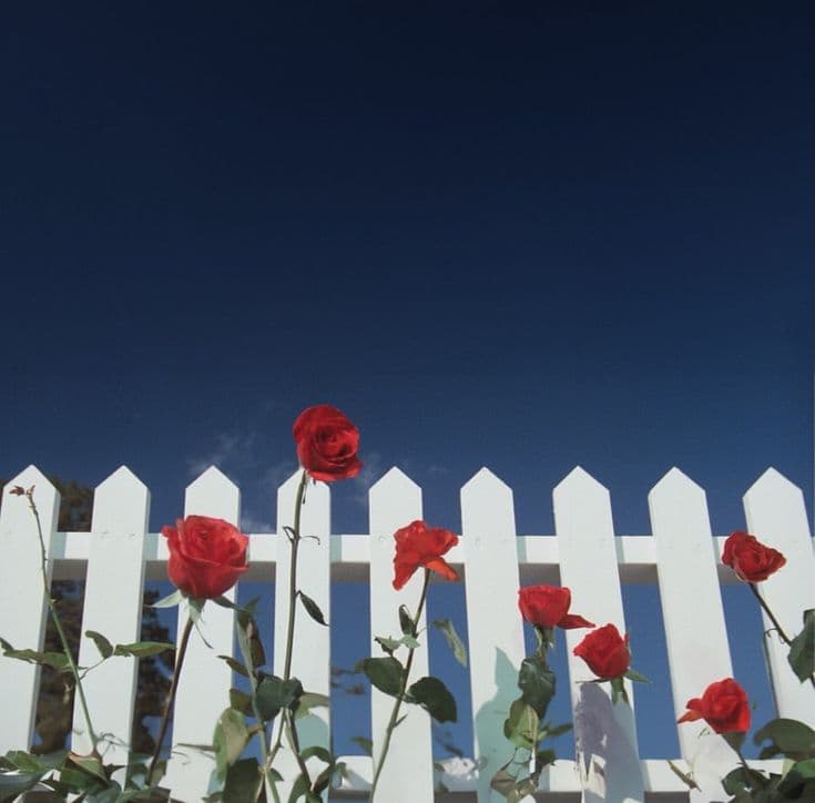 Cena de Veludo Azul: rosas vermelhas diante de uma cerca branca.